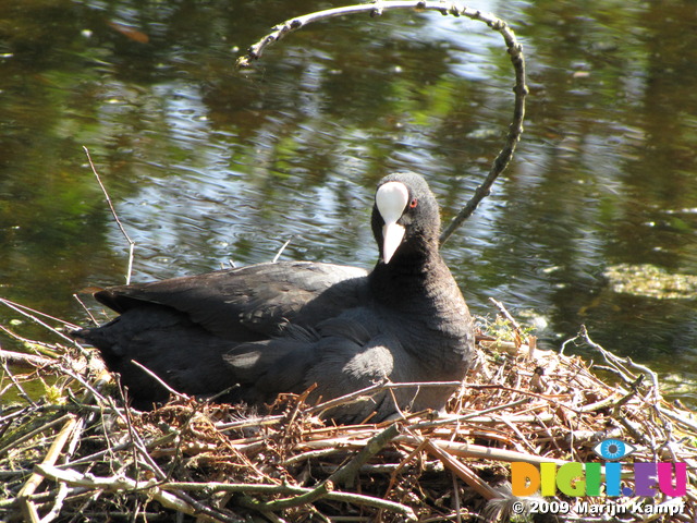 SX06225 Coot resting on nest